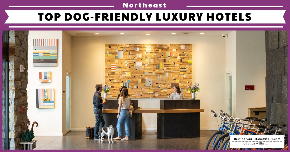 Dog Friendly Resorts In New England