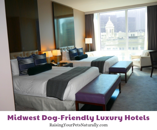 Luxury resorts that allow dogs