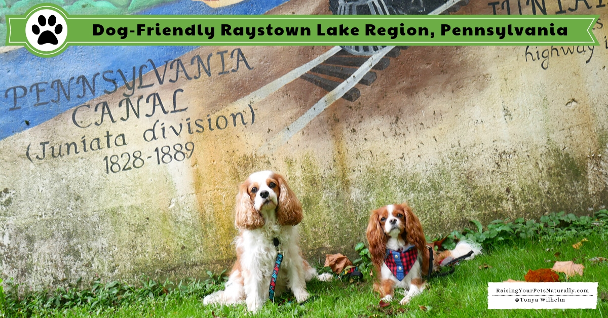 Dog-Friendly Travel Guide for Raystown Lake Region | Dog ...