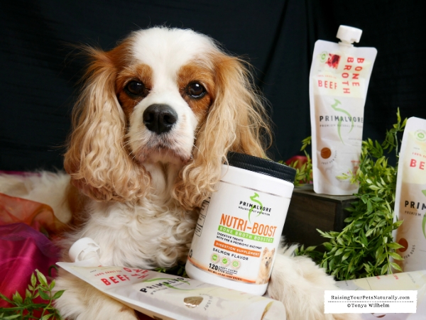 Are probiotics beneficial to dogs