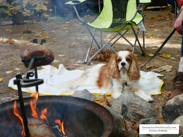 Pet friendly camping 