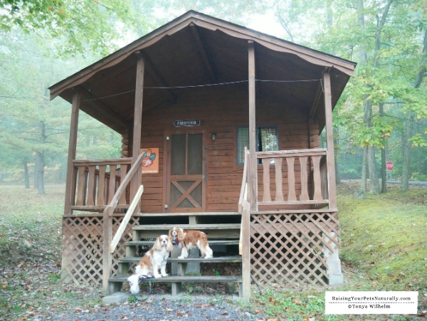 Pet-friendly cabins on the lake