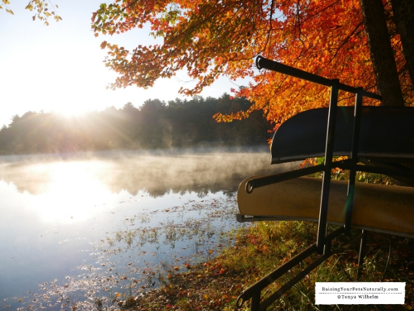 Pet friendly cottages on a lake or river