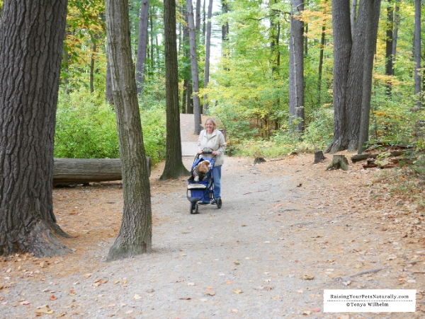 Dog hikes in Manchester, NH