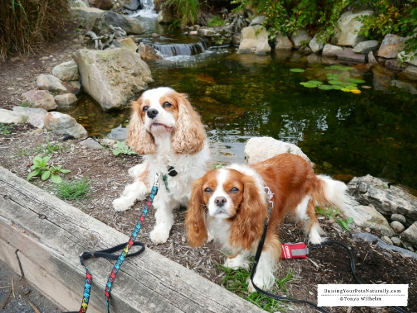 Dog friendly Pennsylvania road trip