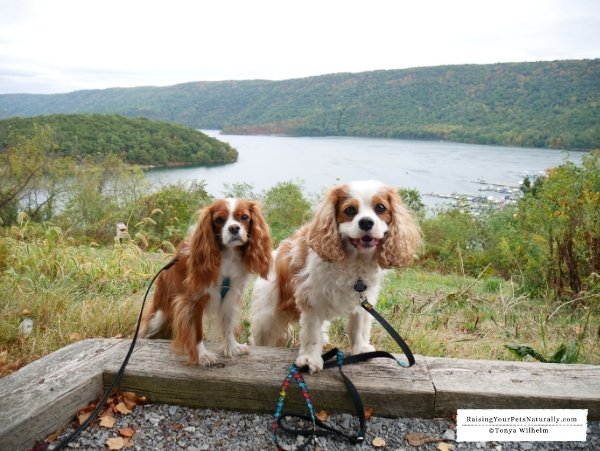 Dog friendly things to see in Pa