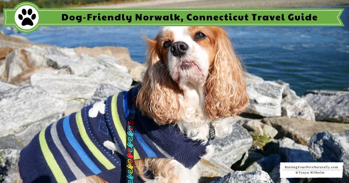 Pet-friendly Norwalk, CT Travel Guide