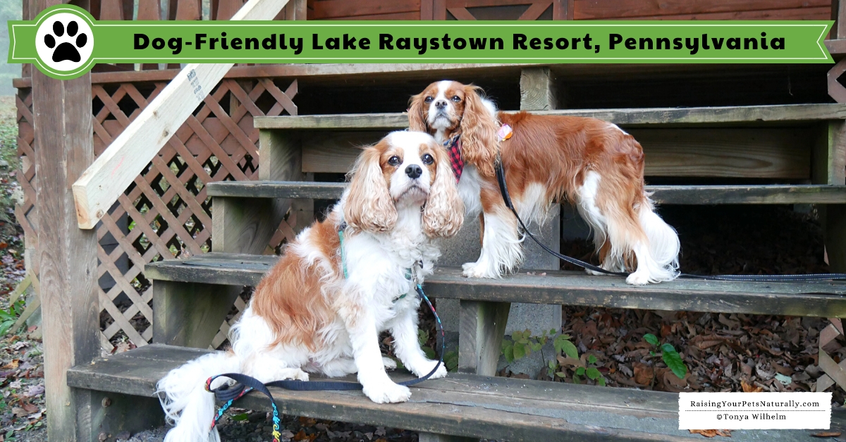 Dog Friendly Cottages And Resorts In Raystown Lake Region Pa