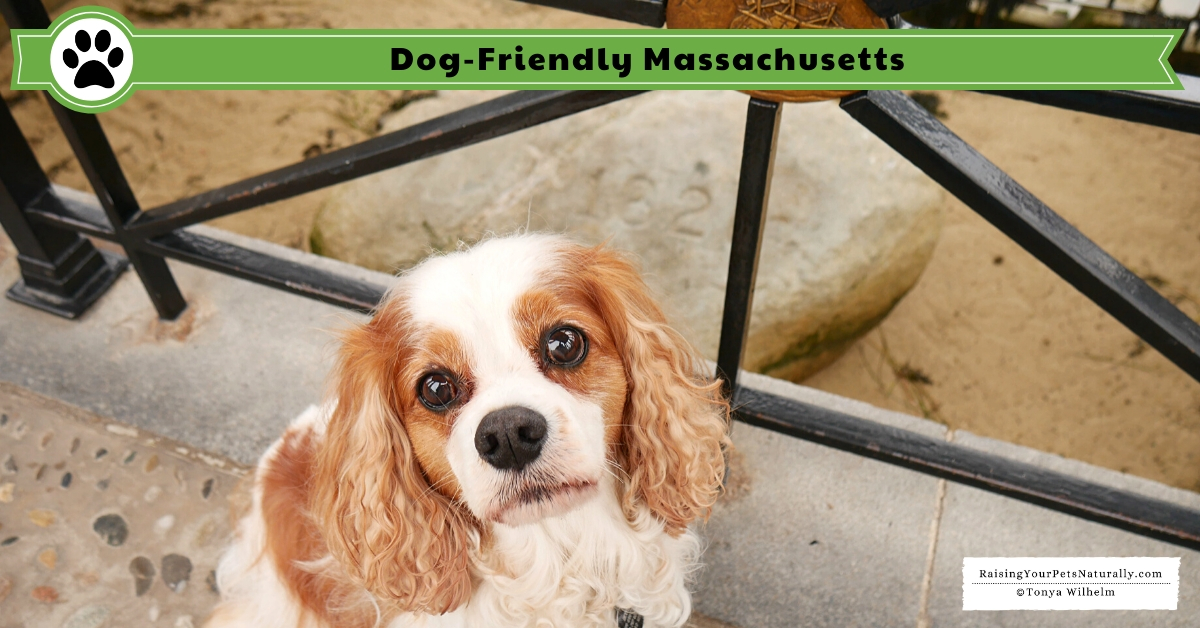 Dog-friendly MA things to do