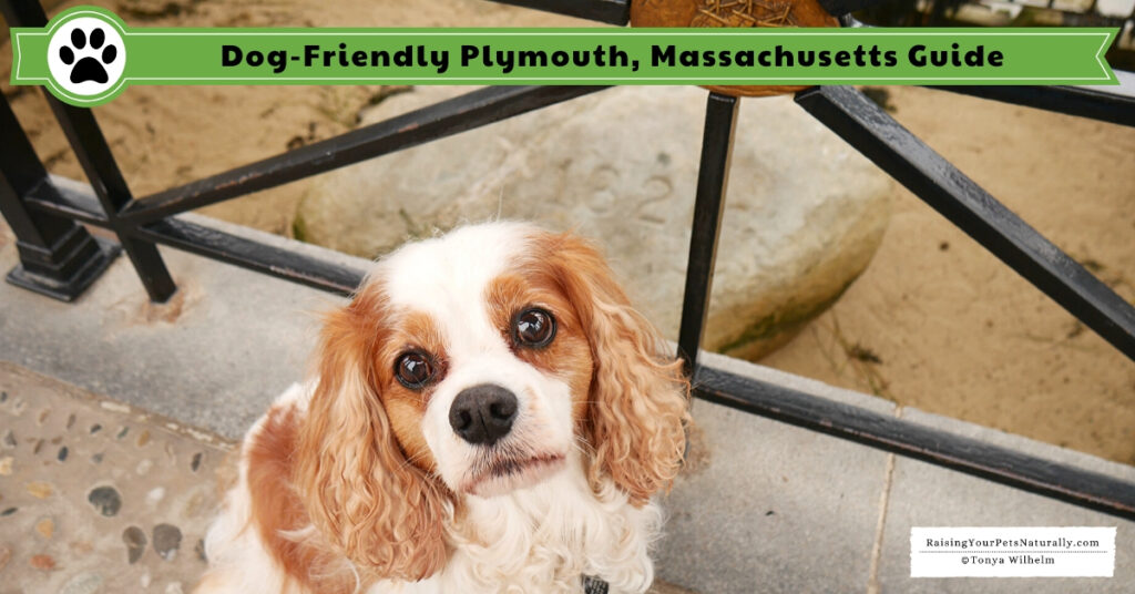 Pet friendly Plymouth