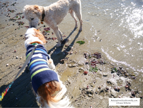 Dog beaches in Norwalk