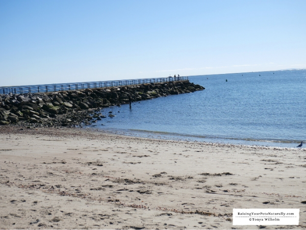 Beaches that allow dogs in Connecticut 