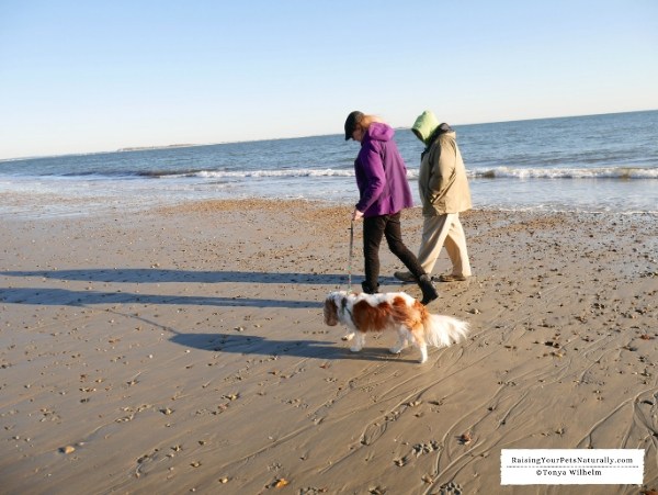 Dog-Friendly Plymouth, Massachusetts | Dog-Friendly Vacations New