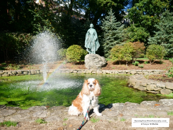 Best dog friendly towns in New England