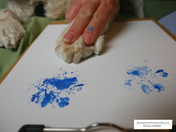 How to do a paw painting