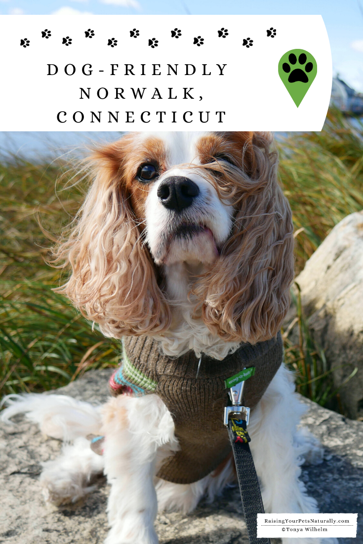 Dog-Friendly Norwalk, Connecticut and Surrounding Area| Dog-Friendly Vacations New England Fall Trip