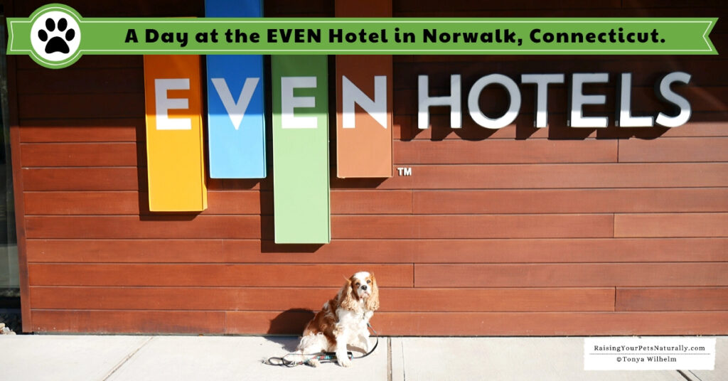 Pet-friendly hotel chains