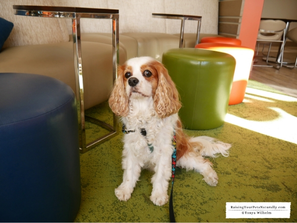 CT pet-friendly hotels