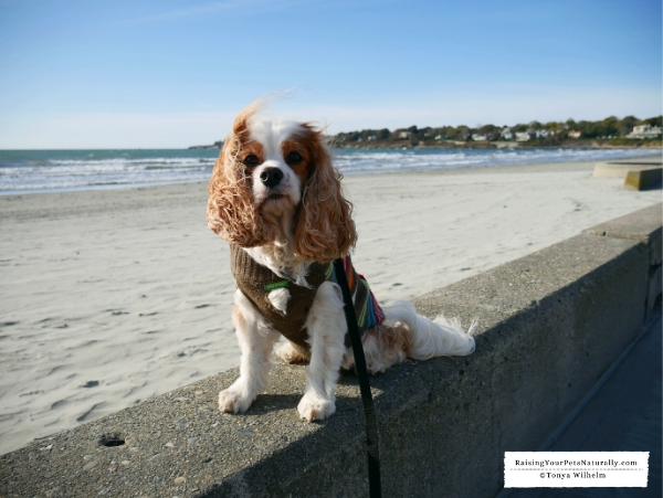 Dog beaches in RI