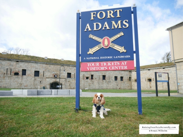 Dog-friendly attractions in RI