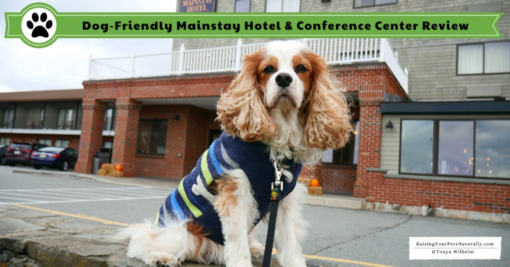 Dog-friendly New England hotels