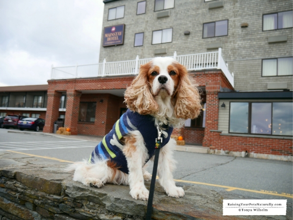 Pet friendly hotels in Newport