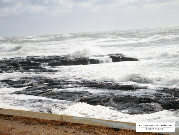 Atlantic Ocean drives