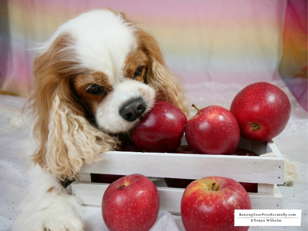 Can a dog eat an apple