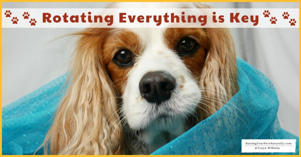 Tips on raising a healthy dog