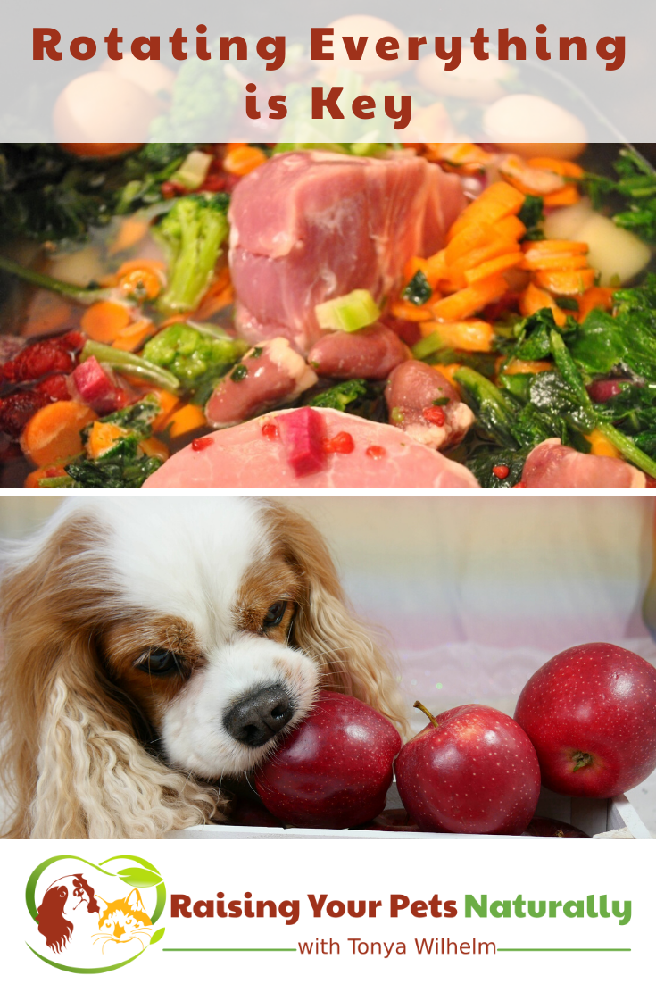 Rotating is Key | My Personal Theory on Rotating a Pet\'s Food, Supplements, and Everything!