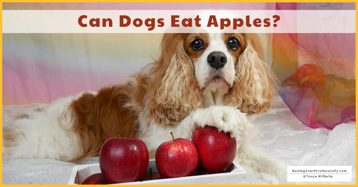 Fruits that dogs can eat