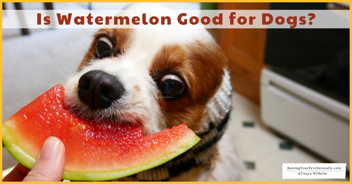 Dogs and watermelon treats