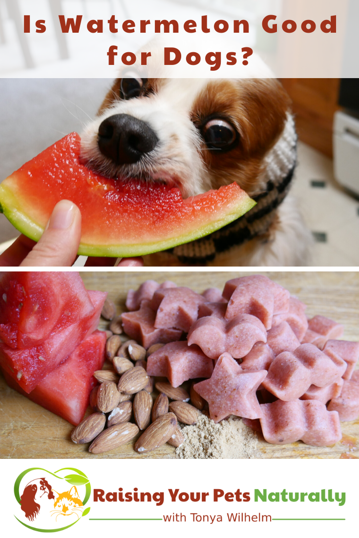 Is Watermelon Good for Dogs? Watermelon Calories, Benefits, Nutrition, and Recipes
