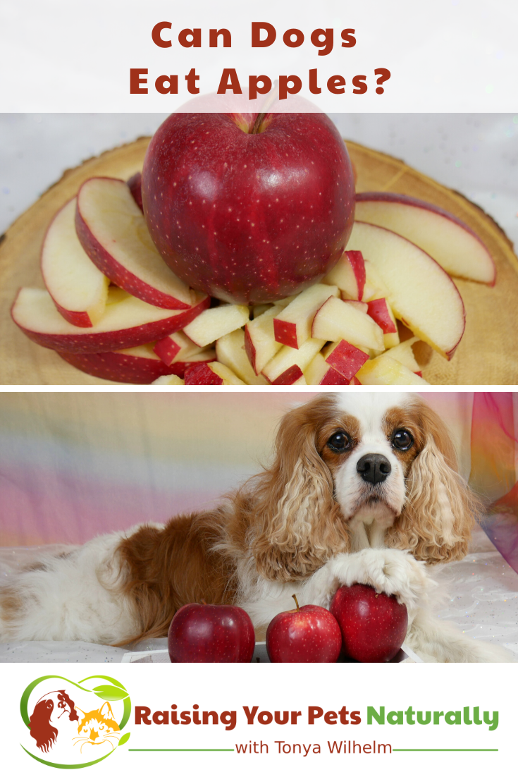 Can Dogs Eat Apples? | Health Benefits of Apples for Pets
