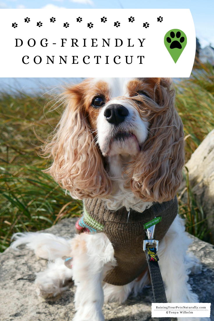 Dog-Friendly Connecticut Travel Guide