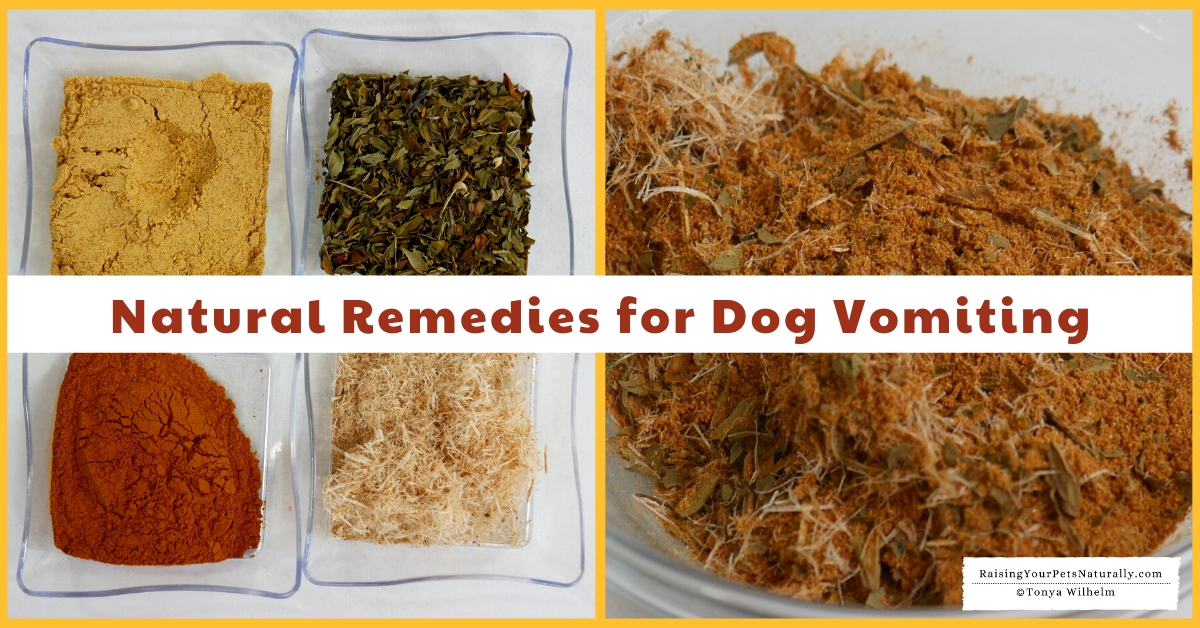 Dog Vomiting And Diarrhea Remedies  