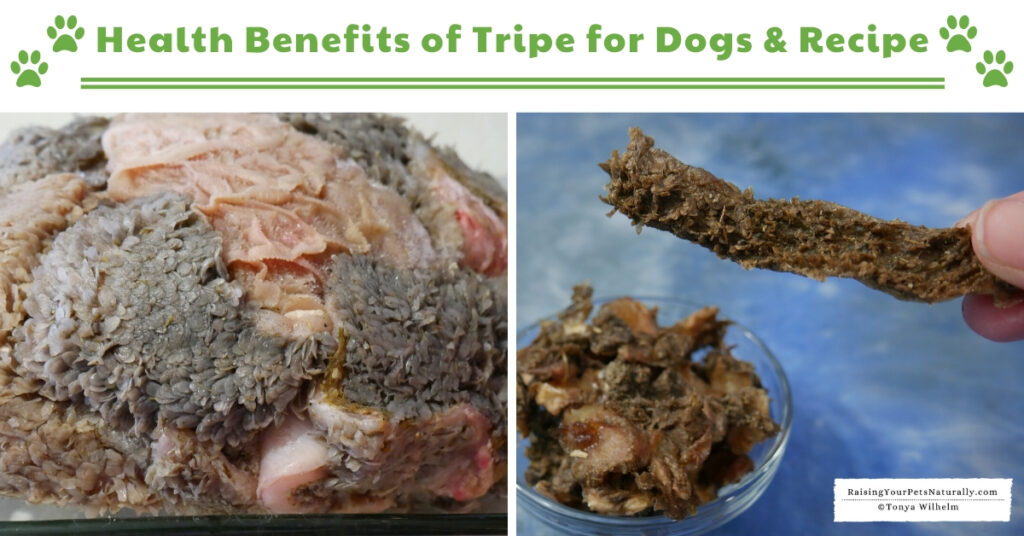 Green tripe dog food