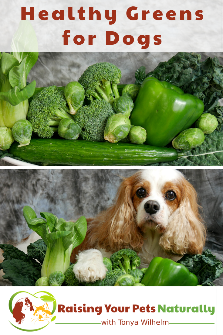 Healthy Greens for Dogs to Add to Raw or Home Prepared Diets | Dexter\'s Super Greens Mix