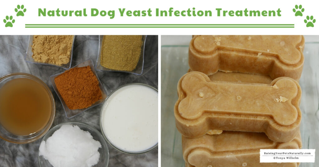 Why do dogs get yeast
