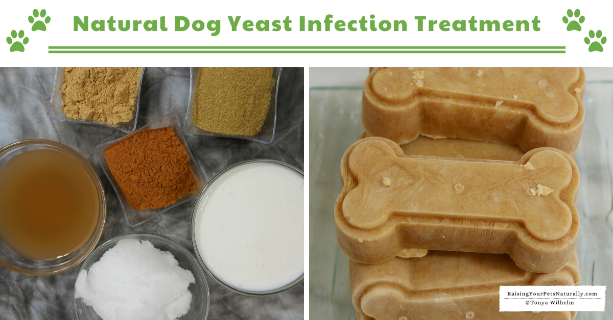 Yeast Infection In Dogs Natural Dog Yeast Infection Treatment 