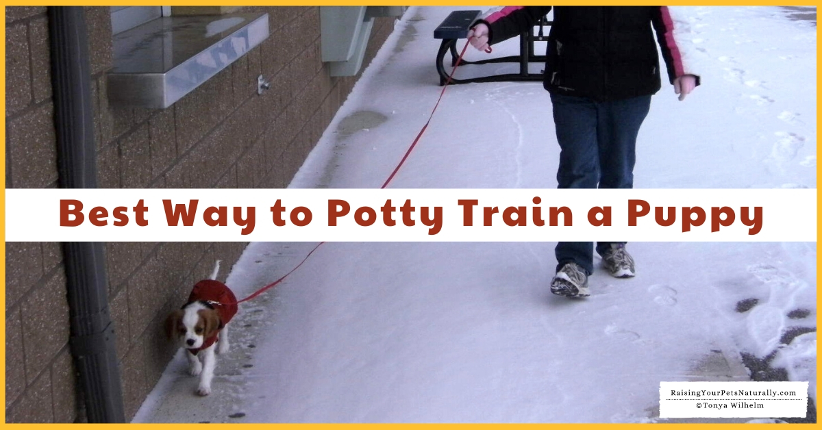 How to potty training a dog