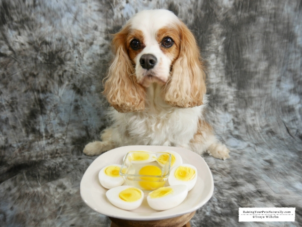 Can dogs have eggs