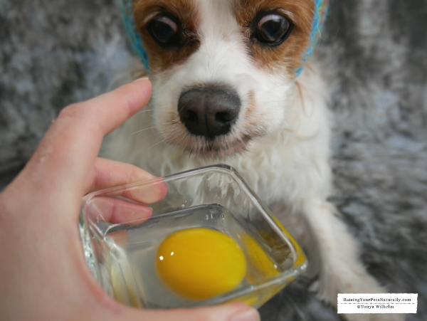 Can dogs eat raw eggs