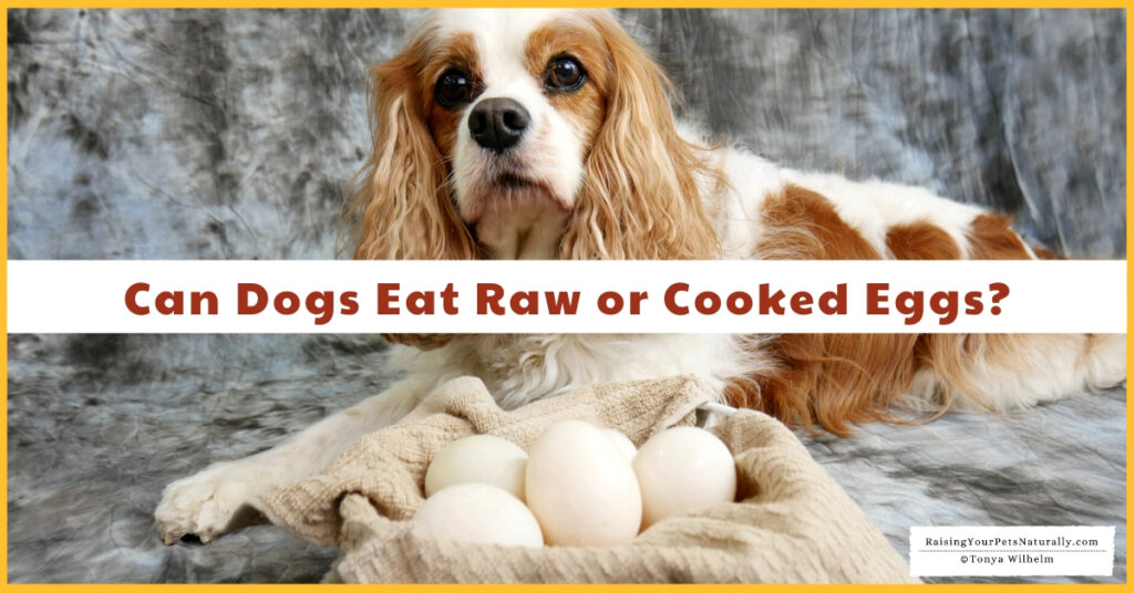 Is raw egg good for dogs