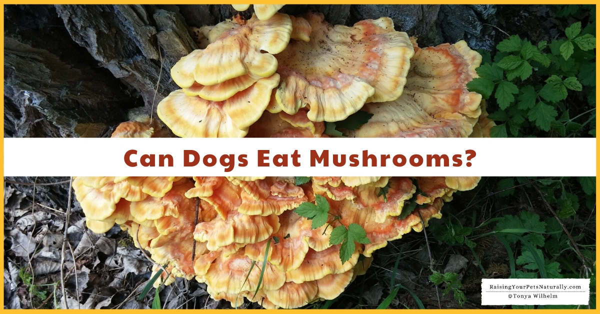 Can dogs have mushrooms
