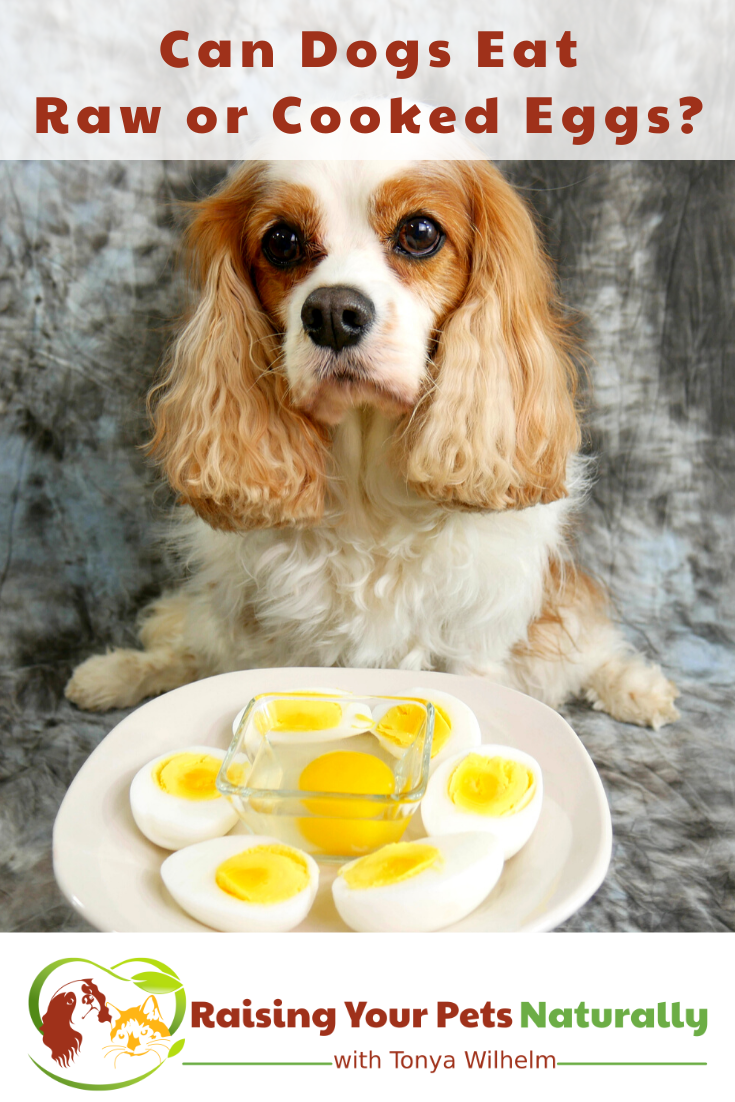 Can Dogs Eat Raw or Cooked Eggs? | Are Eggshells Good for Dogs? (Early access for our Patreon community)
