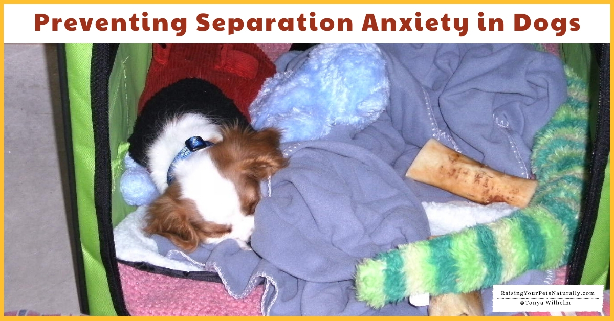Puppy Training Basics Preventing Dog Separation Anxiety