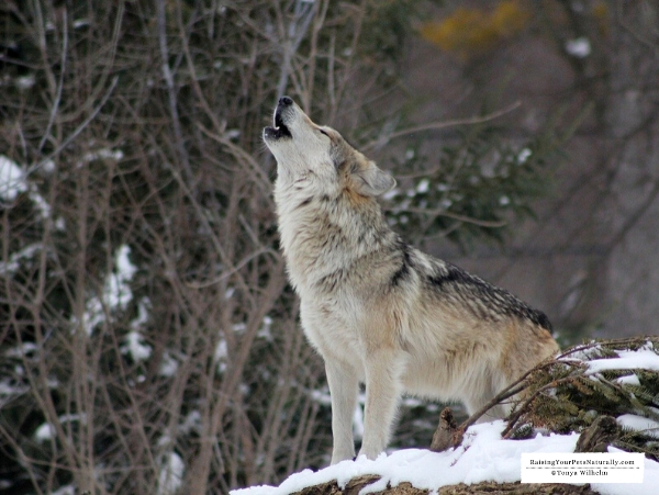 What is the meaning of howling