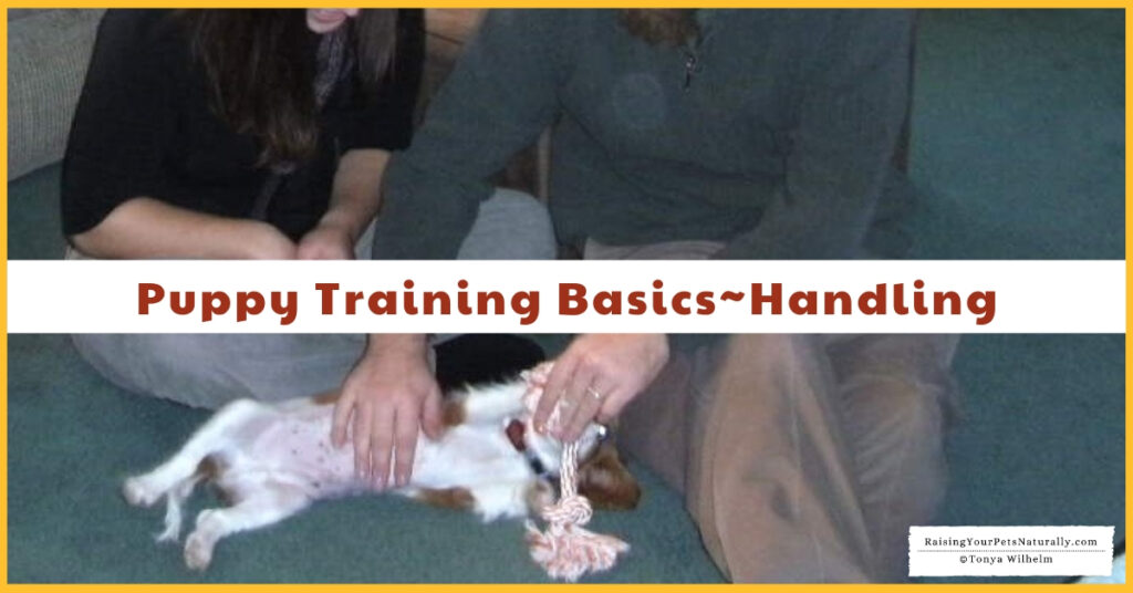 Puppy training 101 the basics