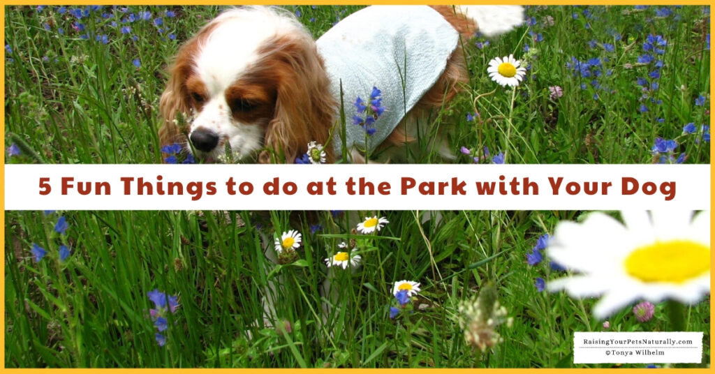 Puppy Park Ideas